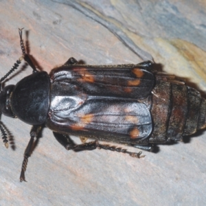 Diamesus osculans at Tianjara, NSW - 13 Apr 2021