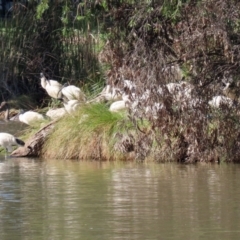 Threskiornis molucca (Australian White Ibis) at Jerrabomberra, NSW - 12 Apr 2021 by RodDeb