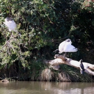 Threskiornis molucca at Jerrabomberra, NSW - 12 Apr 2021