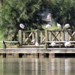 Threskiornis molucca at Jerrabomberra, NSW - 12 Apr 2021