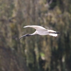 Threskiornis molucca at Jerrabomberra, NSW - 12 Apr 2021