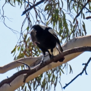 Gymnorhina tibicen at Jerrabomberra, NSW - 12 Apr 2021