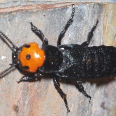 Creophilus erythrocephalus (Devil's coach horse, Rove beetle) at Tianjara, NSW - 12 Apr 2021 by Harrisi