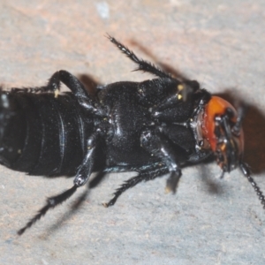 Creophilus erythrocephalus at Tianjara, NSW - 13 Apr 2021