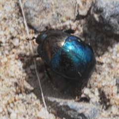 Saprinus (genus) (Metallic clown beetle) at Tianjara, NSW - 11 Apr 2021 by Harrisi