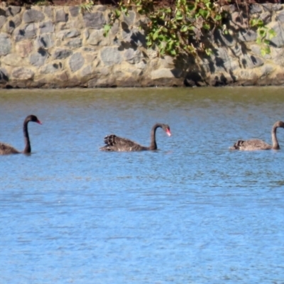 Cygnus atratus (Black Swan) at Jerrabomberra, NSW - 12 Apr 2021 by RodDeb