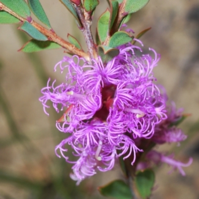 Melaleuca thymifolia (Thyme Honey-myrtle) at Tianjara, NSW - 11 Apr 2021 by Harrisi