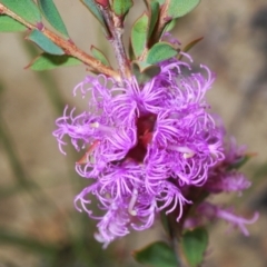 Melaleuca thymifolia (Thyme honey-myrtle) at Tianjara, NSW - 11 Apr 2021 by Harrisi