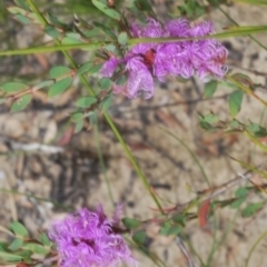 Melaleuca thymifolia at Tianjara, NSW - 11 Apr 2021 01:29 PM