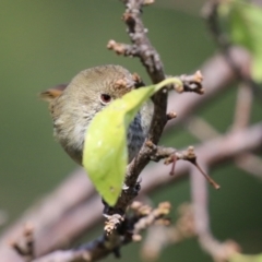 Acanthiza pusilla (Brown Thornbill) at Jerrabomberra, NSW - 12 Apr 2021 by RodDeb