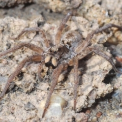 LYCOSIDAE at Tianjara, NSW - 11 Apr 2021 by Harrisi