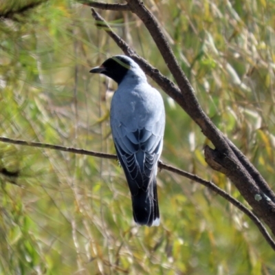 Coracina novaehollandiae (Black-faced Cuckooshrike) at Jerrabomberra, NSW - 12 Apr 2021 by RodDeb