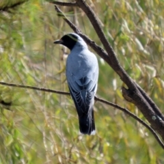 Coracina novaehollandiae (Black-faced Cuckooshrike) at Jerrabomberra, NSW - 12 Apr 2021 by RodDeb