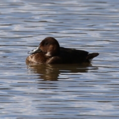 Aythya australis (Hardhead) at QPRC LGA - 12 Apr 2021 by RodDeb