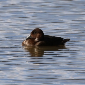 Aythya australis at Jerrabomberra, NSW - 12 Apr 2021