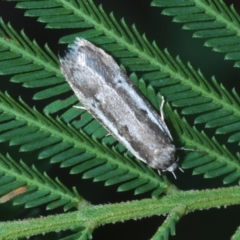 Unverified Moth (Lepidoptera) at Bugong National Park - 12 Apr 2021 by Harrisi