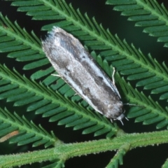 Unidentified Moth (Lepidoptera) at Budgong, NSW - 12 Apr 2021 by Harrisi