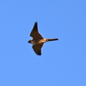 Falco longipennis at Jerrabomberra, NSW - 12 Apr 2021 02:16 PM