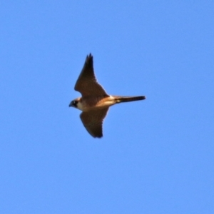 Falco longipennis at Jerrabomberra, NSW - 12 Apr 2021