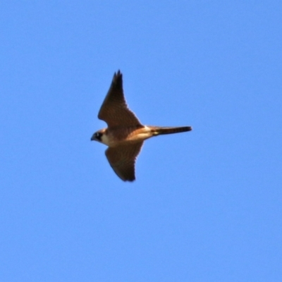 Falco longipennis (Australian Hobby) at QPRC LGA - 12 Apr 2021 by RodDeb