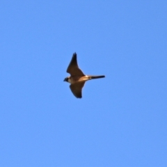 Falco longipennis at Jerrabomberra, NSW - 12 Apr 2021