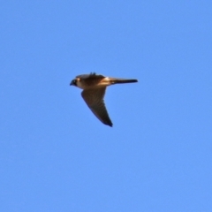 Falco longipennis at Jerrabomberra, NSW - 12 Apr 2021 02:16 PM