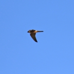 Falco longipennis at Jerrabomberra, NSW - 12 Apr 2021 02:16 PM