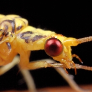 Calochrysa extranea at Evatt, ACT - 3 Apr 2021