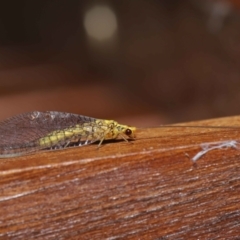 Calochrysa extranea at Evatt, ACT - 3 Apr 2021