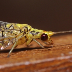 Calochrysa extranea at Evatt, ACT - 3 Apr 2021 03:28 PM