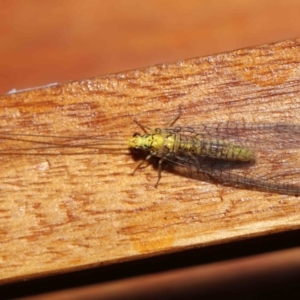 Calochrysa extranea at Evatt, ACT - 3 Apr 2021