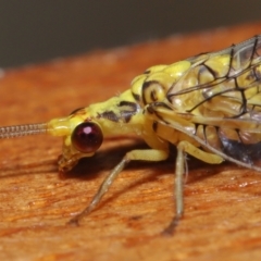 Calochrysa extranea at Evatt, ACT - 3 Apr 2021