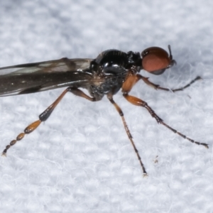 Bibionidae (family) at Melba, ACT - 6 Apr 2021