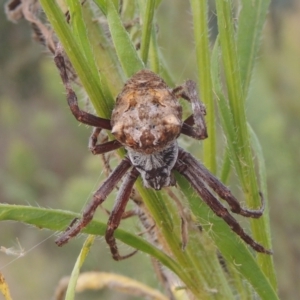 Backobourkia sp. (genus) at Tuggeranong DC, ACT - 22 Feb 2021