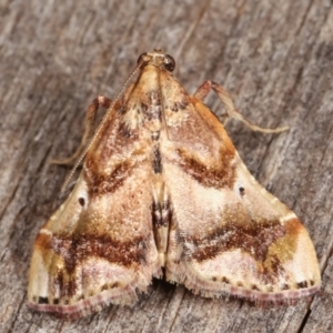 Scenedra decoratalis at Melba, ACT - 7 Apr 2021