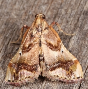 Scenedra decoratalis at Melba, ACT - 7 Apr 2021