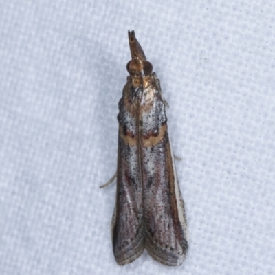 Etiella behrii (Lucerne Seed Web Moth) at Melba, ACT - 6 Apr 2021 by kasiaaus