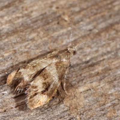 Tebenna micalis (Small Thistle Moth) at Melba, ACT - 6 Apr 2021 by kasiaaus
