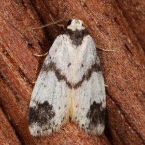 Thallarcha sparsana at Melba, ACT - 7 Apr 2021