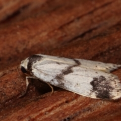 Thallarcha sparsana at Melba, ACT - 7 Apr 2021