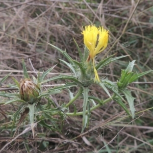 Carthamus lanatus at Tuggeranong DC, ACT - 22 Feb 2021