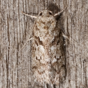 Philobota philostaura at Melba, ACT - 7 Apr 2021