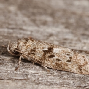 Philobota philostaura at Melba, ACT - 7 Apr 2021