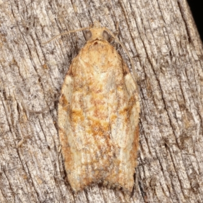 Epiphyas ashworthana (Ashworth's Tortrix) at Melba, ACT - 6 Apr 2021 by kasiaaus