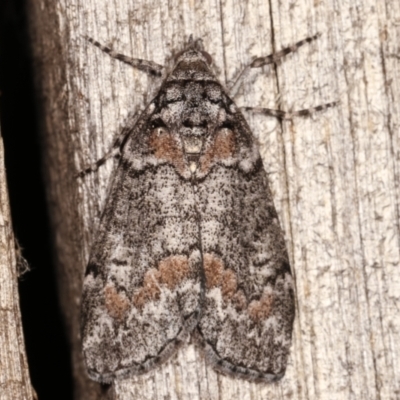 Smyriodes trigramma (Stippled Line Moth) at Melba, ACT - 7 Apr 2021 by kasiaaus