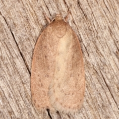 Garrha (genus) (A concealer moth) at Melba, ACT - 7 Apr 2021 by kasiaaus