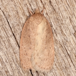 Garrha (genus) at Melba, ACT - 7 Apr 2021