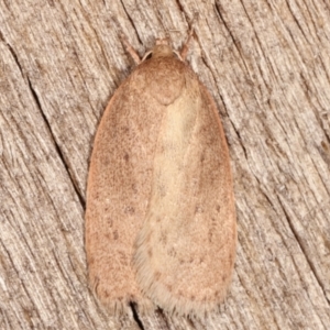 Garrha (genus) at Melba, ACT - 7 Apr 2021 10:57 PM