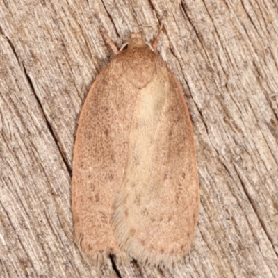 Garrha (genus) (A concealer moth) at Melba, ACT - 7 Apr 2021 by kasiaaus