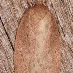 Garrha (genus) at Melba, ACT - 7 Apr 2021
